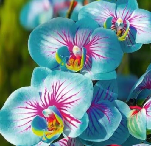 Rainbow Phalaenopsis Orchid Flower seeds for Planting - Perfect for Borders, Heirloom & GMO Free Seeds for Home Garden