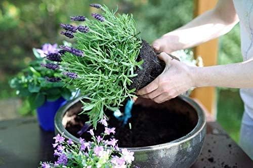 Lavender Lavandula angustifolia Seeds for Planting in Flower Bed & Garden