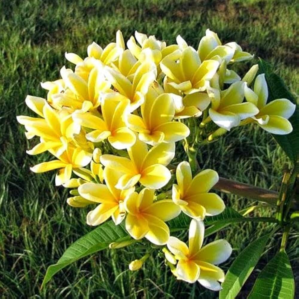 Frangipani Light Yellow Flower seeds for Planting - Easy to Grow, Heirloom & GMO Free Seeds for Home Garden