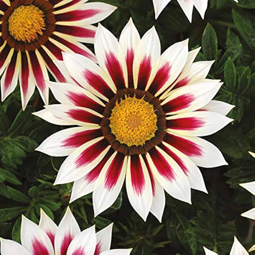 Purple Gazania Flower seeds for Planting - Shade Tolerant, Heirloom & GMO Free Seeds for Home Garden