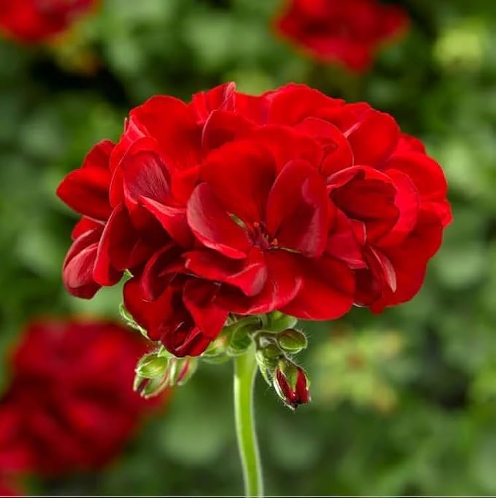 Red Geranium Breakaway Flower seeds for Planting - Drought Tolerant, Heirloom & GMO Free Seeds for Home Garden