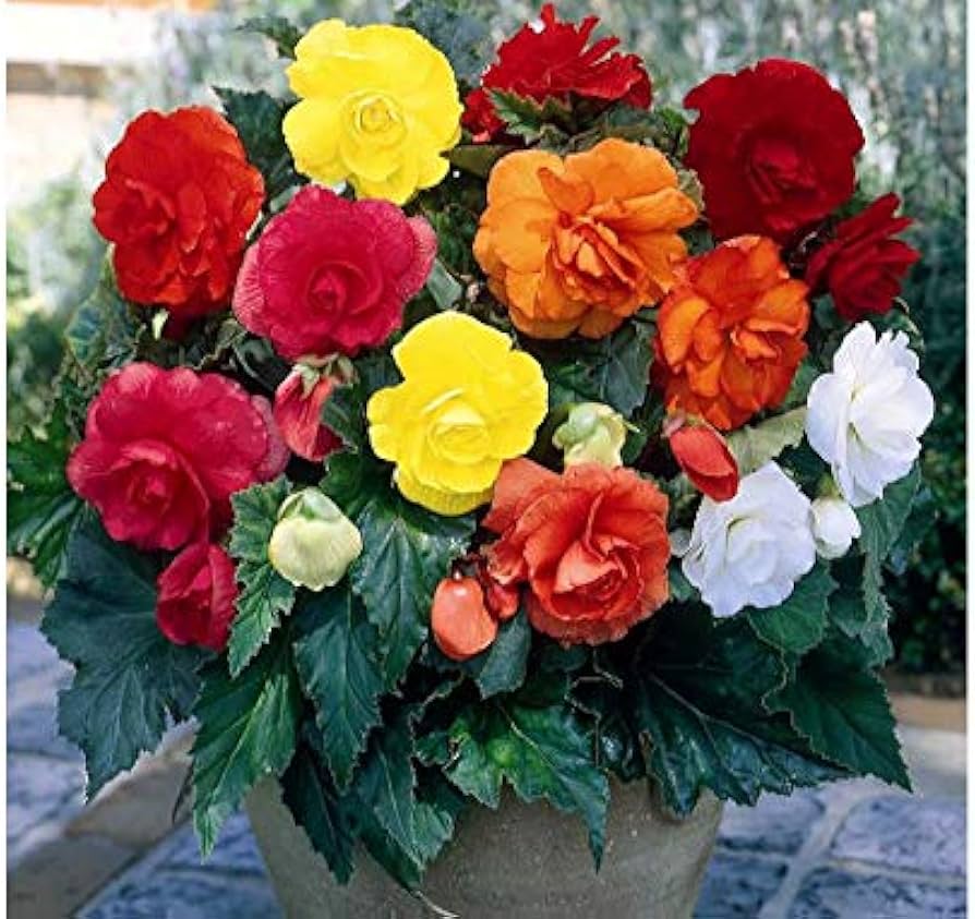 Mixed Begonia Seeds for Colorful Bonsai Flower Blooms