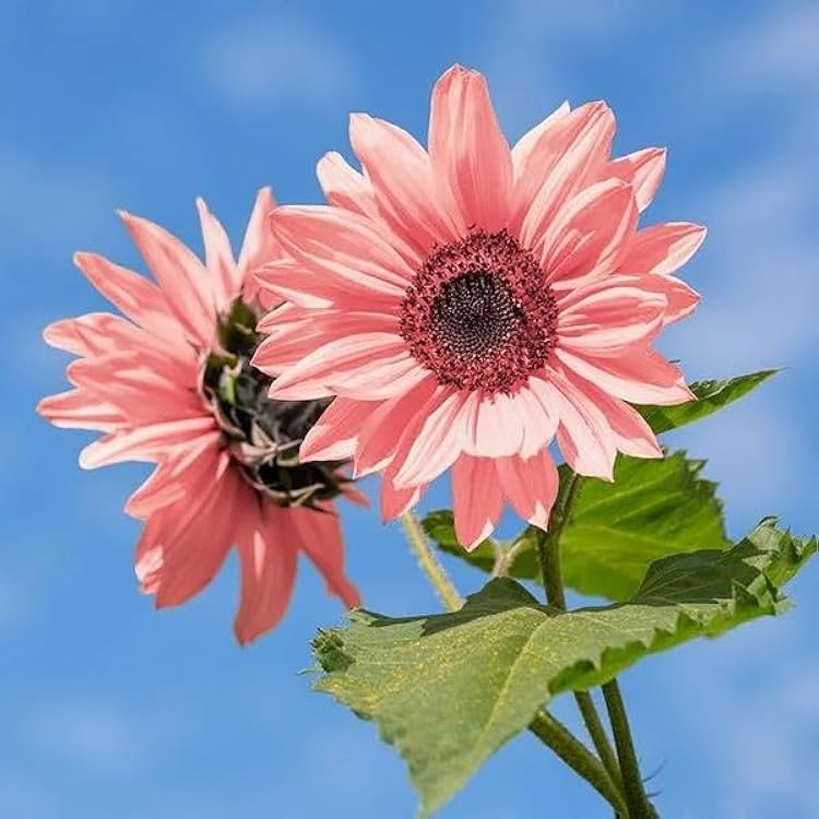 Pink Sunflower Seeds - Perfect for Planting