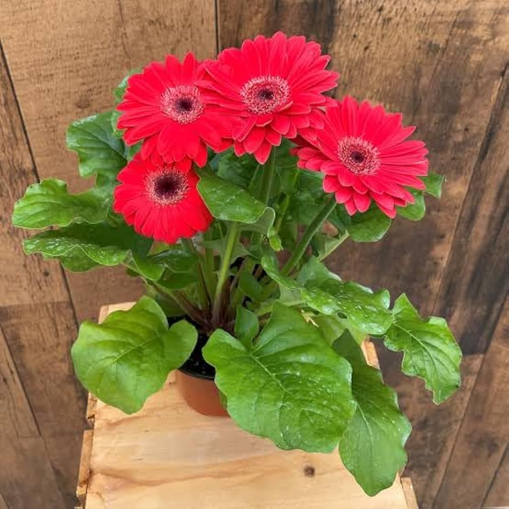 Gerbera Daisy Seeds for Planting Gerbera jamesonii for flower beds and indoor planters