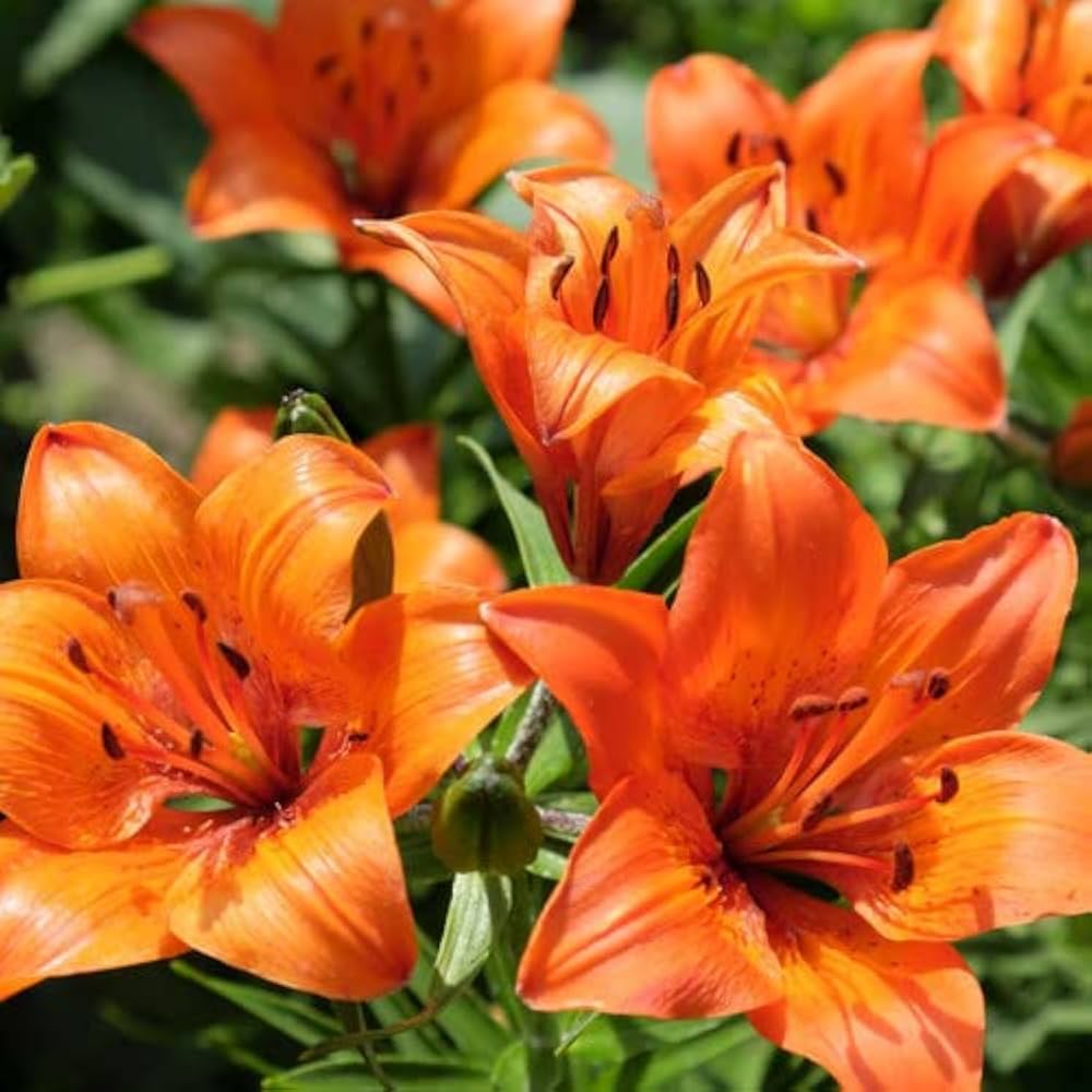 Lily Seeds for Planting Lilium spp. for flower beds and ornamental gardens