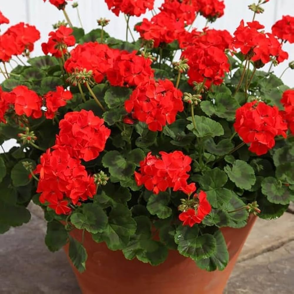 Red Geranium Breakaway Flower Seed for Plantings for Planting for Vibrant Planting Heirloom Non-GMO Seeds