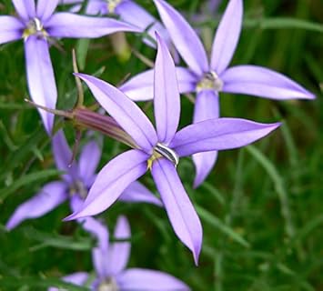 Violet Isotoma Axillaris Flower seeds for Planting - Drought Tolerant, Heirloom & GMO Free Seeds for Home Garden
 
 Sale seeds for planting in home garden
