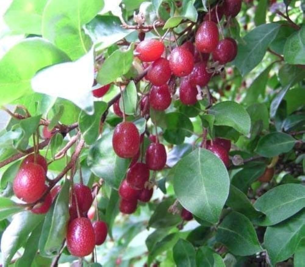 Goumi Fruit Seeds for Planting - Grow Your Own Delicious, Antioxidant-Rich Berries