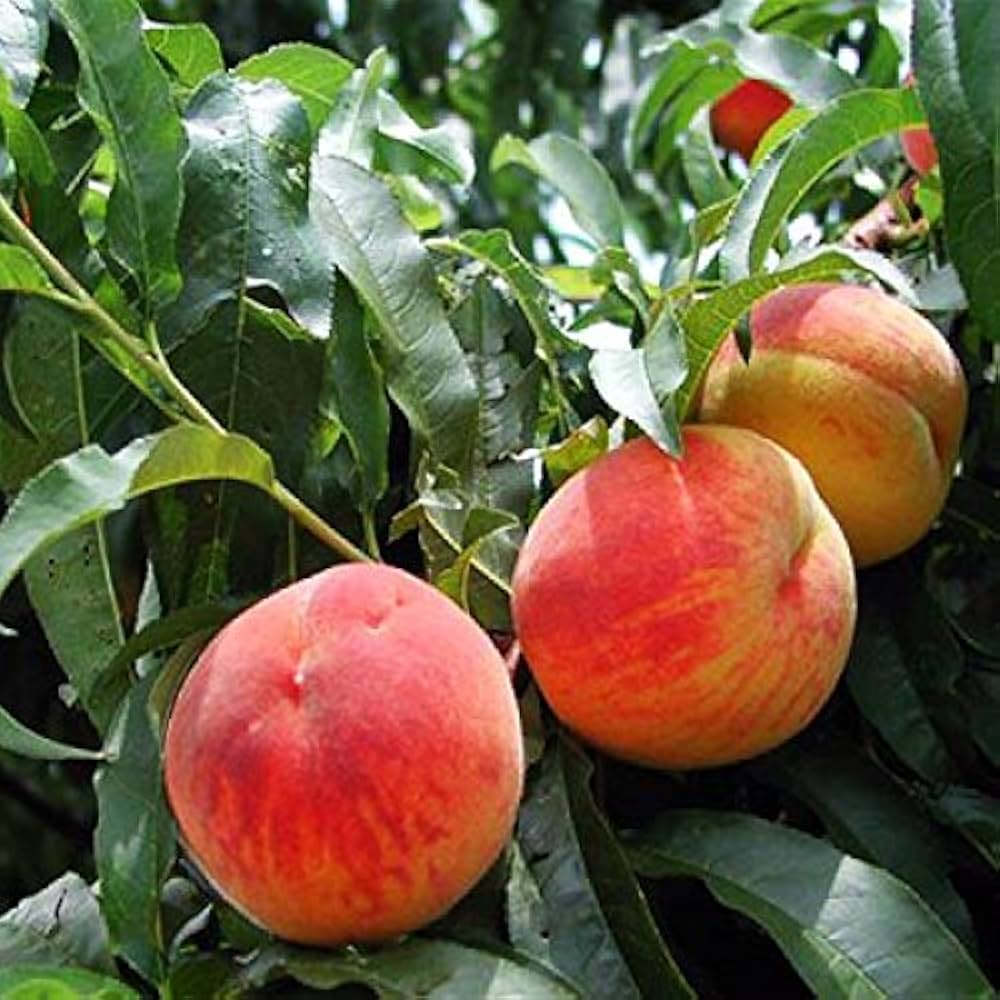 Peach Prunus persica Fruit Seeds for Planting