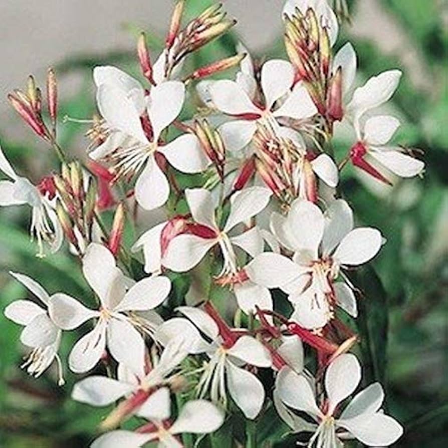 Gaura Seeds for Planting Gaura Lindheimeri flower bed wildflower garden