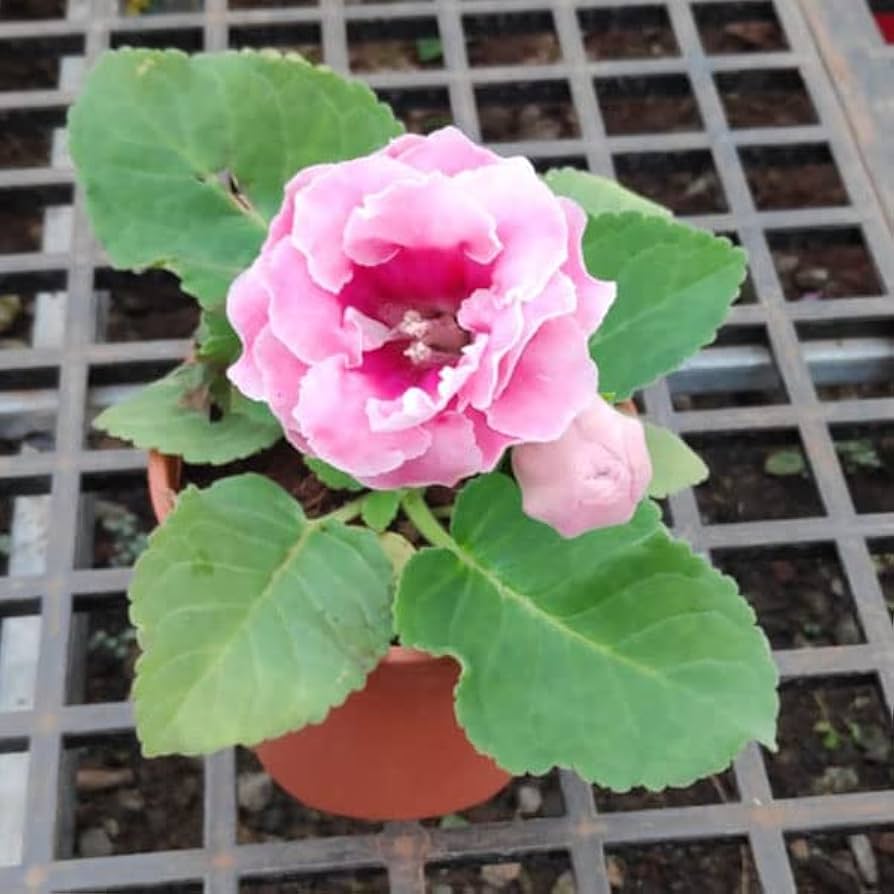 Soft Pink Brazilian Gloxinia Flower Seeds for Planting Sun Loving Heirloom & GMO Free Seeds for Home Garden
 
 Sale