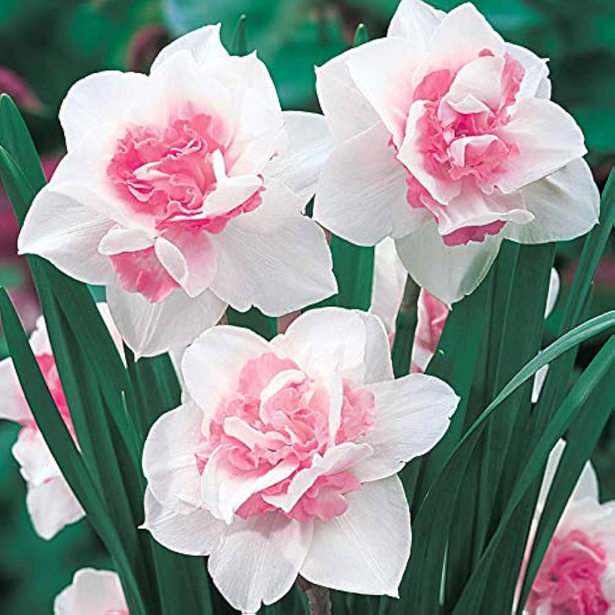 Baby Pink White Daffodils Flower seeds for Planting - Fragrant Blossoms, Heirloom & GMO Free Seeds for Home Garden