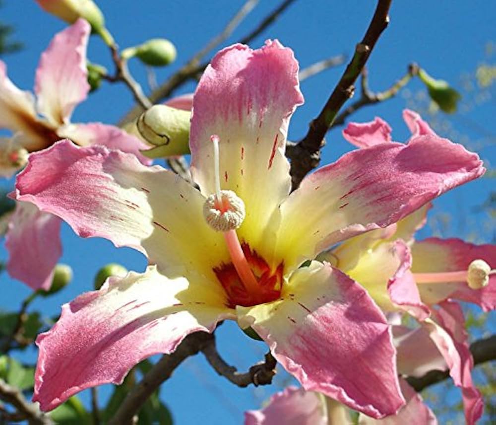 Chorisia Insignis Flower seeds for Planting - Premium Quality, Heirloom & GMO Free Seeds for Home Garden