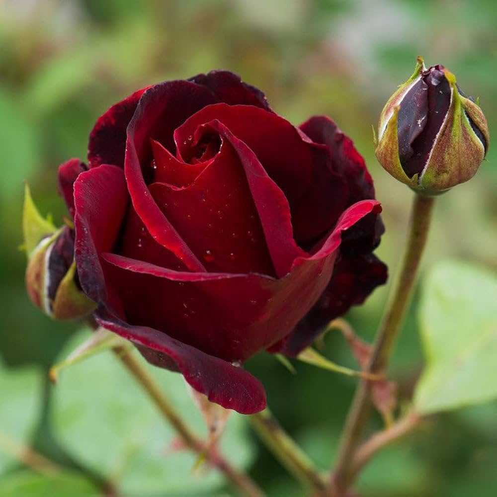 Maroon Red Rare Rose Flower Seeds for Planting – Premium Quality Heirloom & GMO Free Seeds for Home Garden
 
 Sale