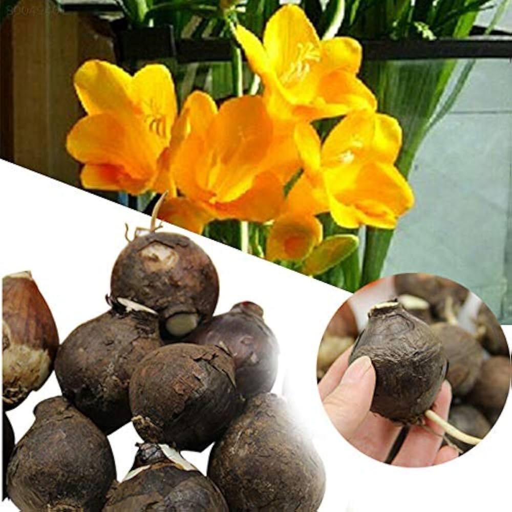 Yellow Sunrise Amaryllis Seeds for Planting - Gorgeous Blooms for Flower Bed & Urban Garden
