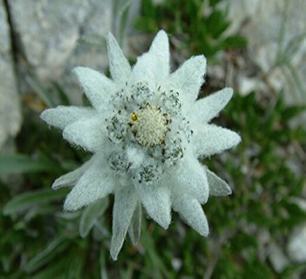 Edelweiss Flower Seeds for Planting Leontopodium Alpinum for Rock Gardens
