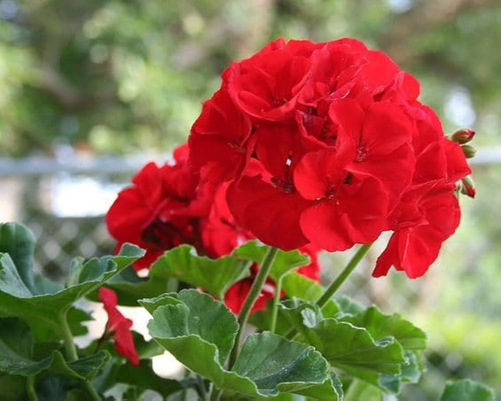 Geraniums Deep Red Flower seeds for Planting - Fragrant Blossoms, Heirloom & GMO Free Seeds for Home Garden