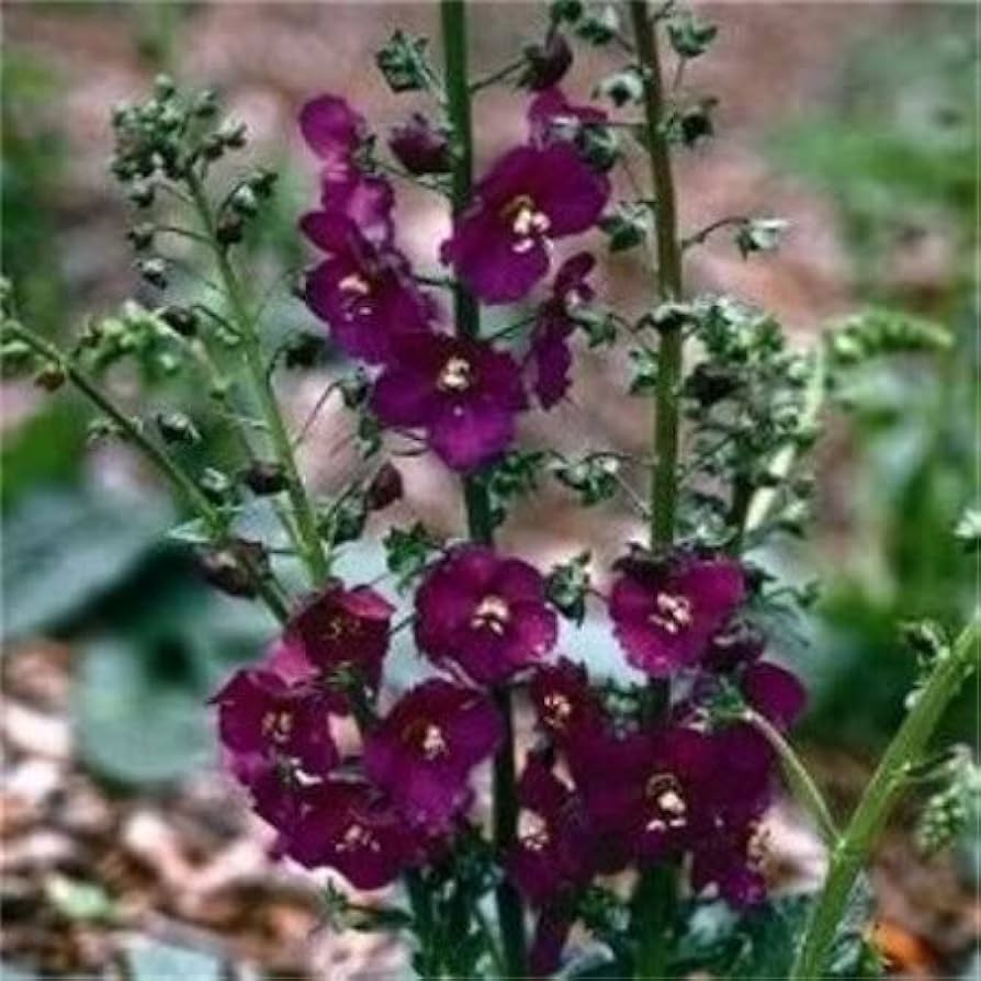 Oxtail Verbascum Flower seeds for Planting Premium Quality Heirloom & GMO Free Seeds for Home Garden