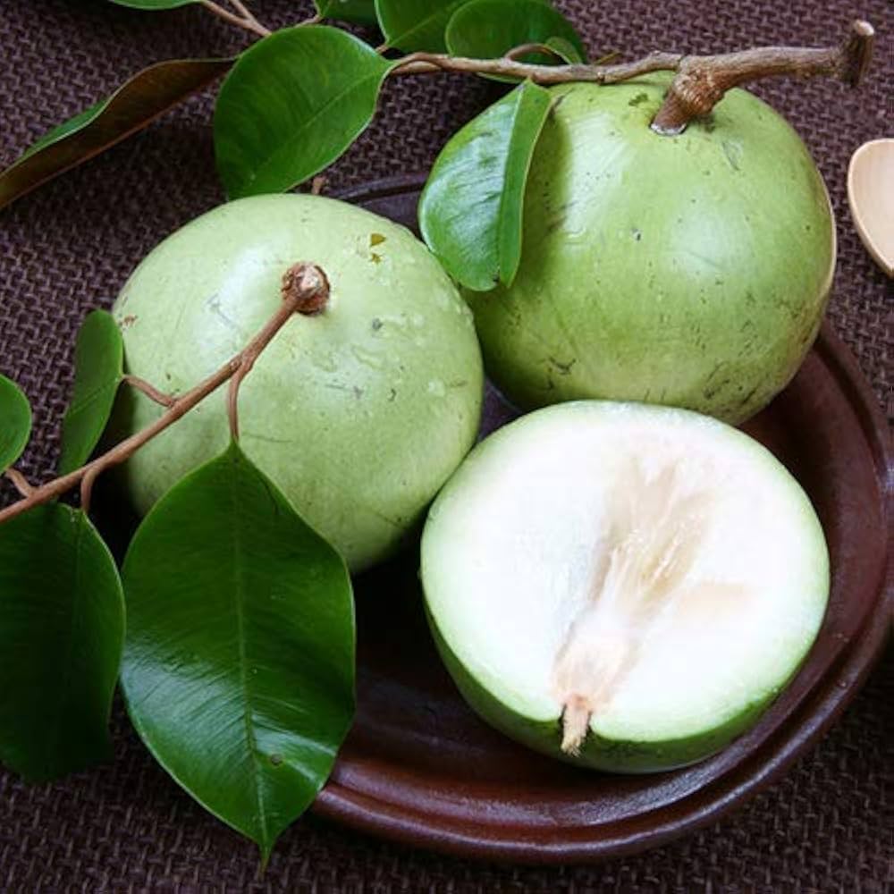 White Chrysophyllum Cainito Seeds for Planting - Grow Delicious Star Apples