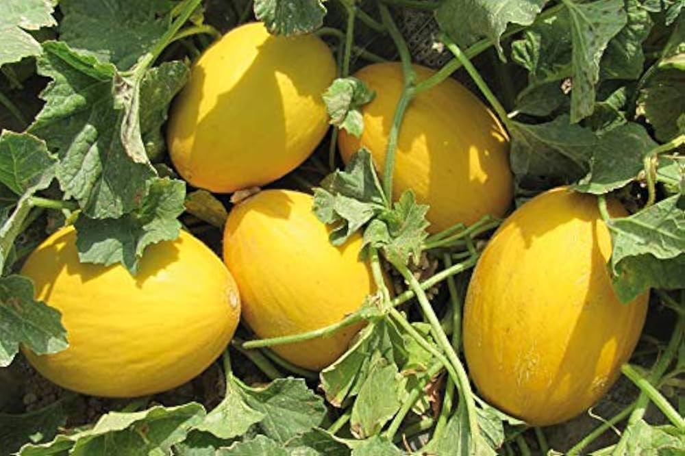 Canary Melon Cucumis melo Seeds for Planting in Vegetable Patch