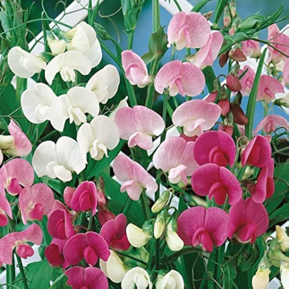 Odoratus Flower seeds for Planting - Drought Tolerant, Heirloom & GMO Free Seeds for Home Garden
