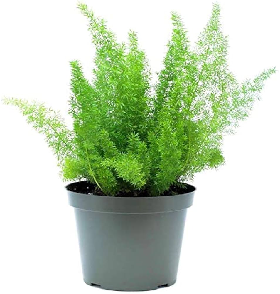 Foxtail Fern Asparagus densiflorus Plant Seeds for Planting