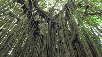 Banyan Tree Seeds For Majestic Growth Planting Plant Seeds