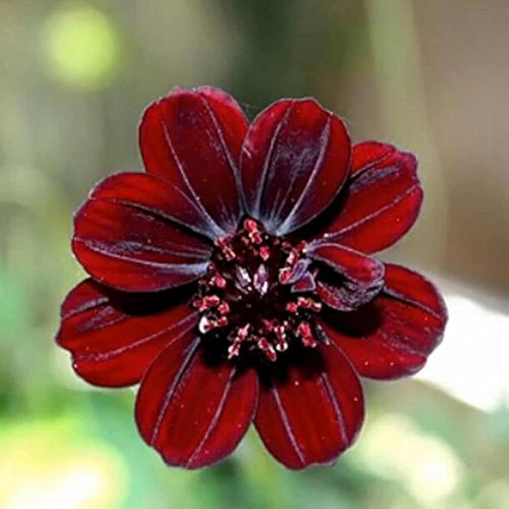 Chocolate Cosmos Cosmos atrosanguineus Seeds for Planting in Flower Bed
