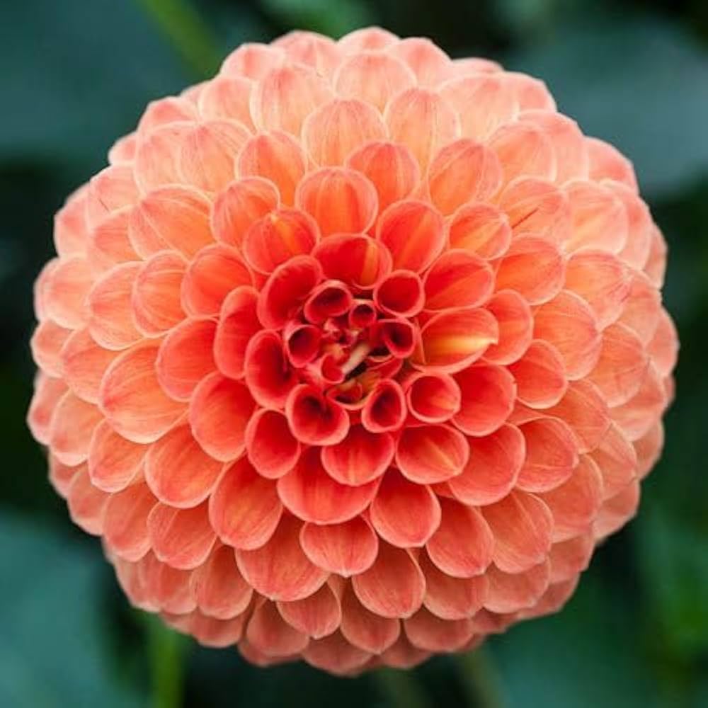 True Dahlia Flowers Seeds