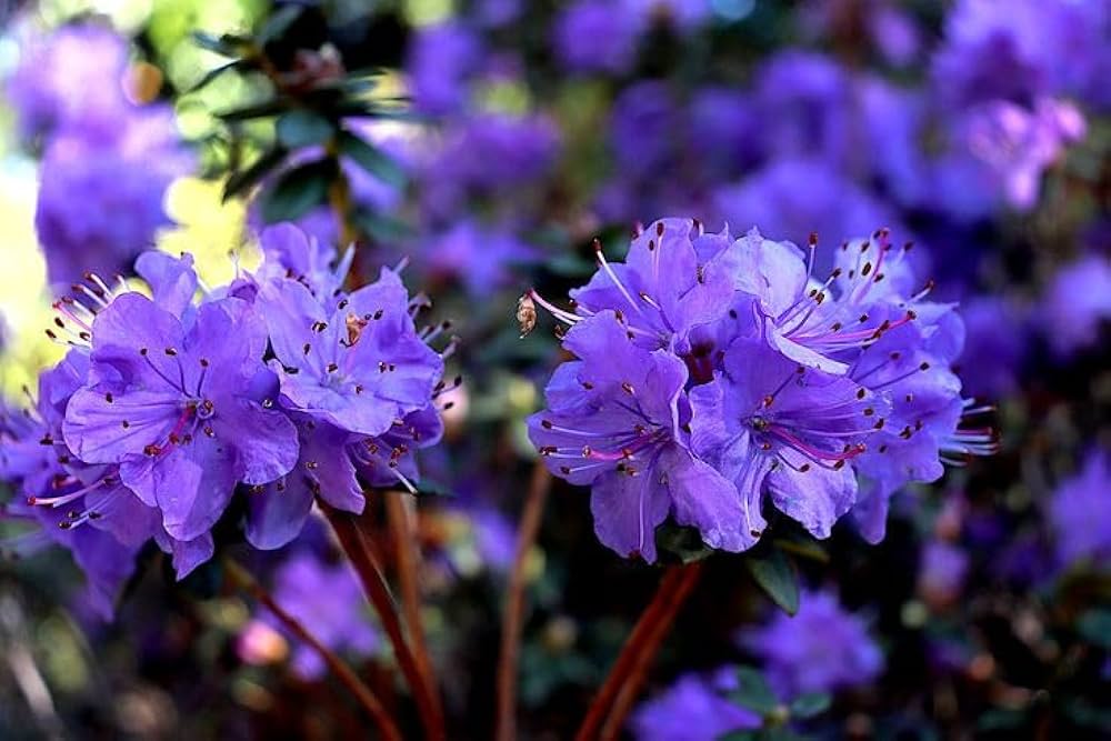 Purple Azalea Flower seeds for Planting - Easy to Grow, Heirloom & GMO Free Seeds for Home Garden