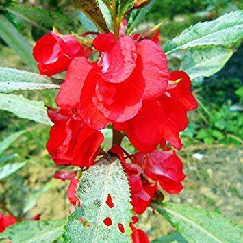 Edelsteinrosen Klettern auf, Flower Seeds