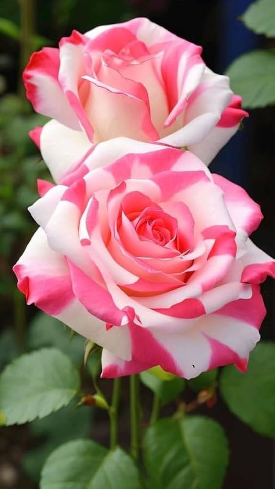 Rare Rose Rosa Species Seeds for Planting - Ideal for Flower Bed & Home Garden