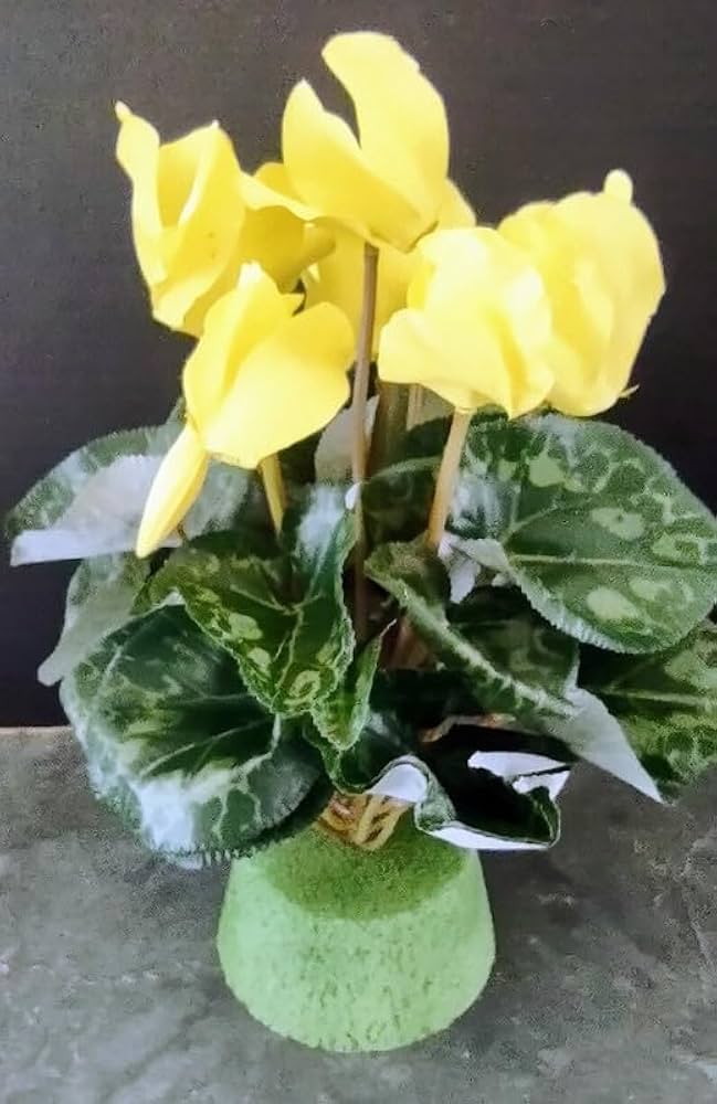 Light Yellow Cyclamen Flower seeds for Planting - Long Bloom Season, Heirloom & GMO Free Seeds for Home Garden