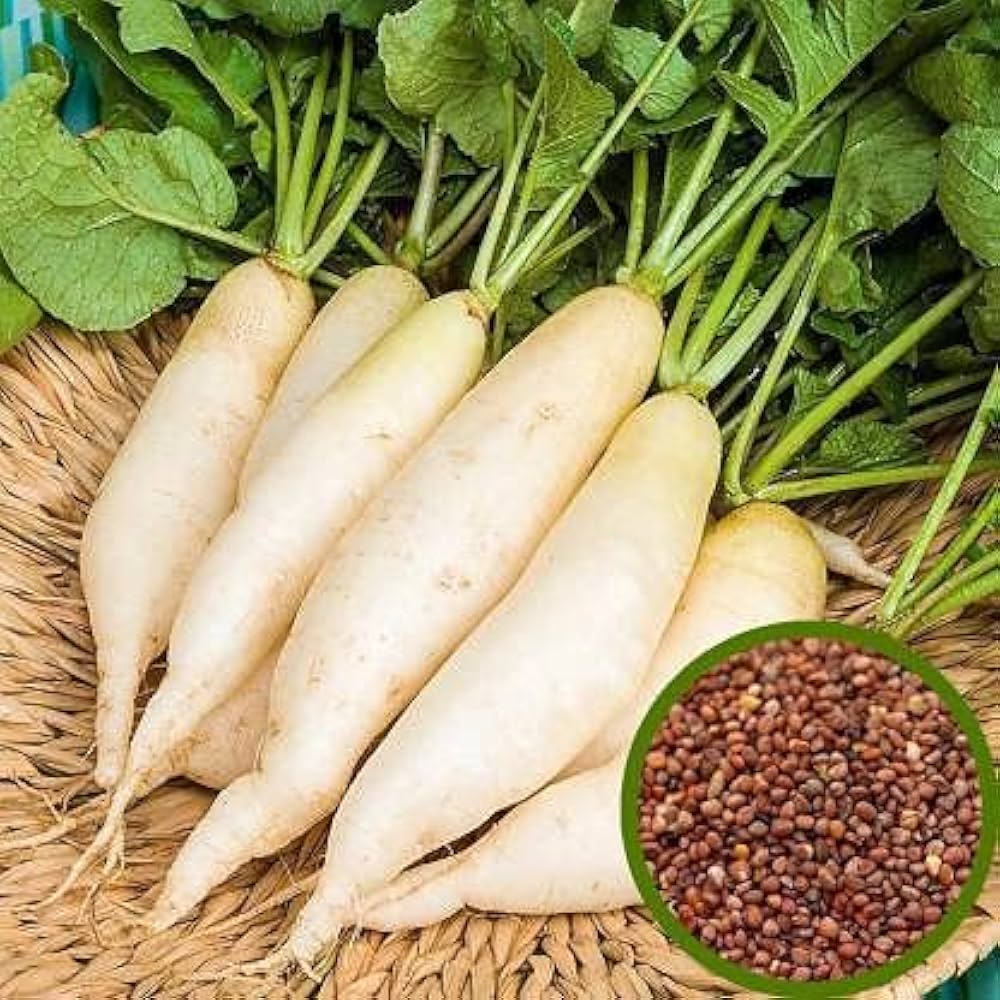 Radish Vegetable Seeds Waterline