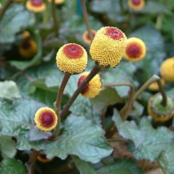 Yellow Spilanthes Seeds for Unique Planting
