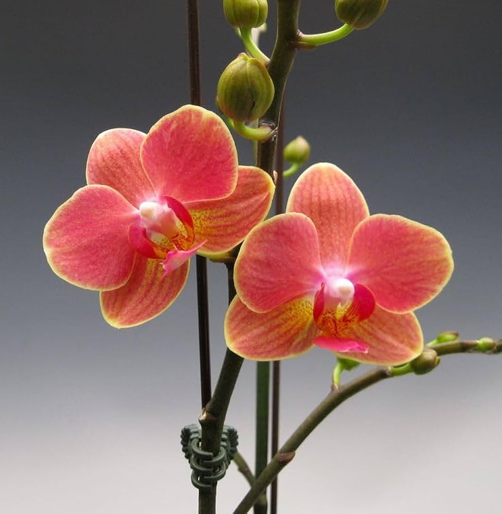 Rhynchostylis Gigantea Orange Orchid Rhynchostylis gigantea Seeds for Planting in Orchid Garden