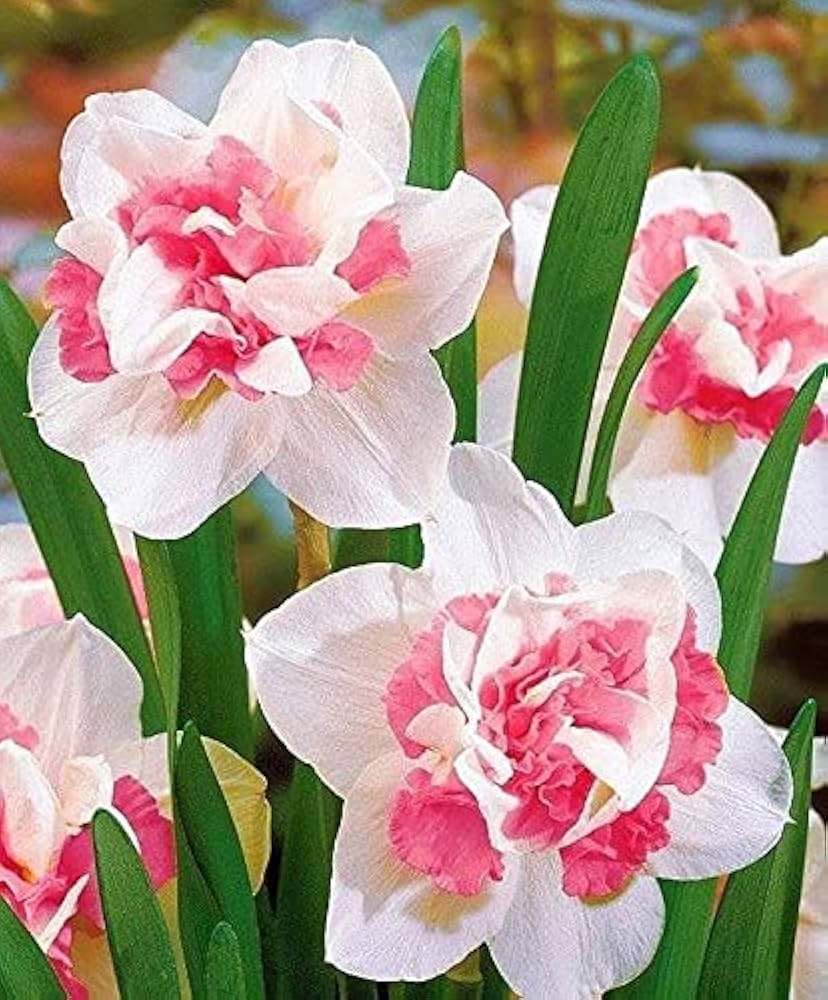 Pink Double Petals Narcissus Daffodil Seeds for Planting Garden Favorite Heirloom & GMO Free Seeds for Home Garden
 
 Sale