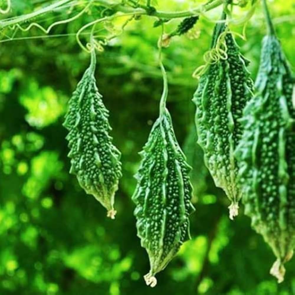 Bitter Gourd Seeds for Planting Momordica charantia for vegetable patch and kitchen garden