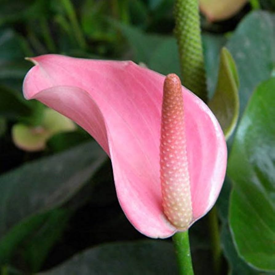 Pink Andraeanu Flower Seeds for Planting Vibrant Blooms for Your Garden Heirloom Non-GMO Seeds