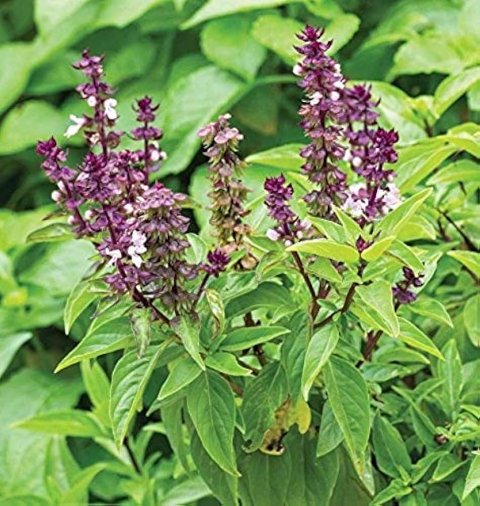 Sweet Basil Ocimum basilicum Seeds for Planting - Perfect for Vegetable Patch & Home Garden - Evergrowseeds