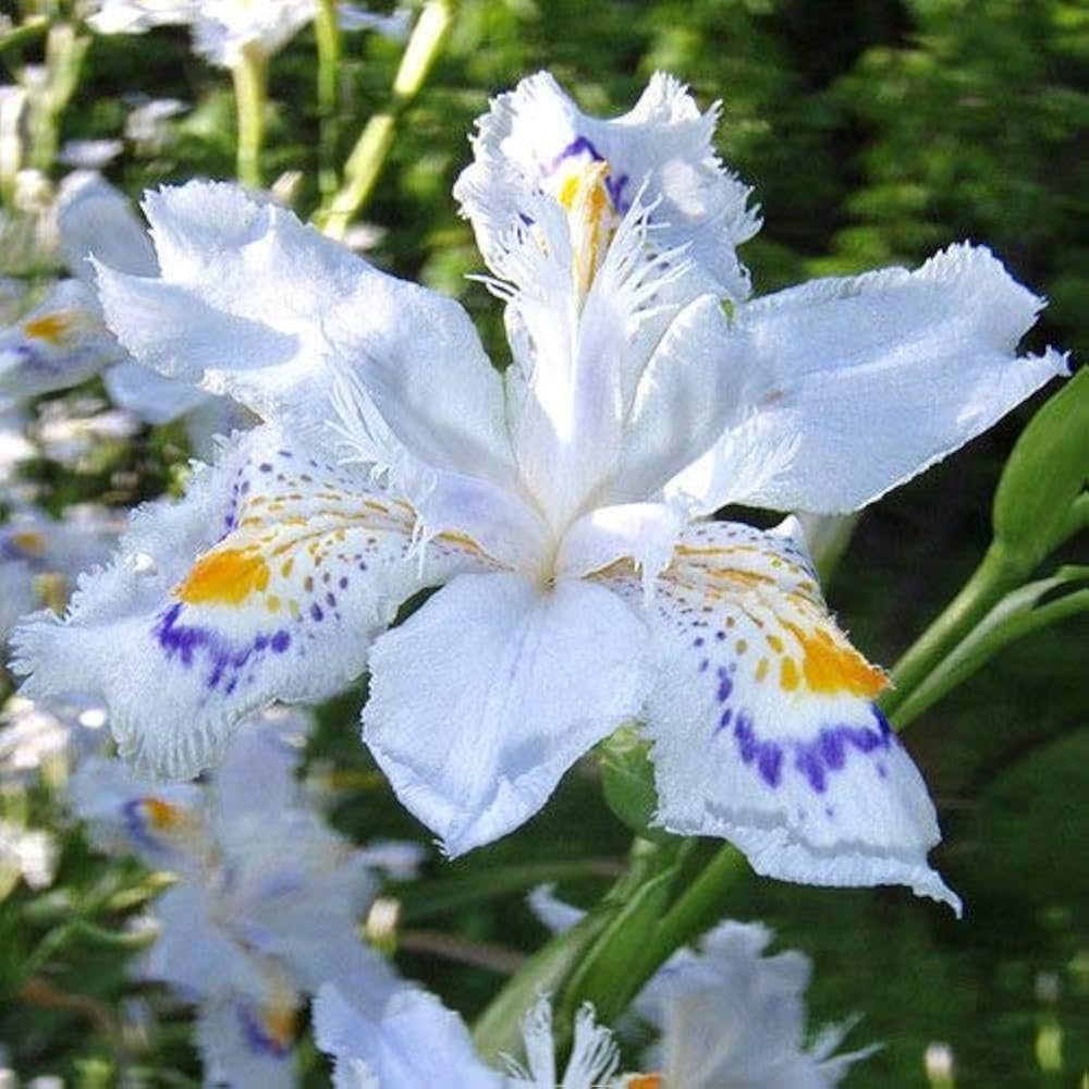Mixed Color Iris Iris germanica Seeds for Planting in Bonsai Garden and Urban Flower Bed