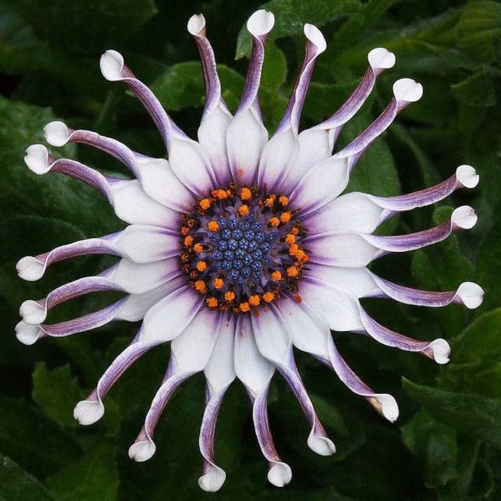 Osteospermum Flower Seeds Dimorphotheca ecklonis for Planting in Flower Bed