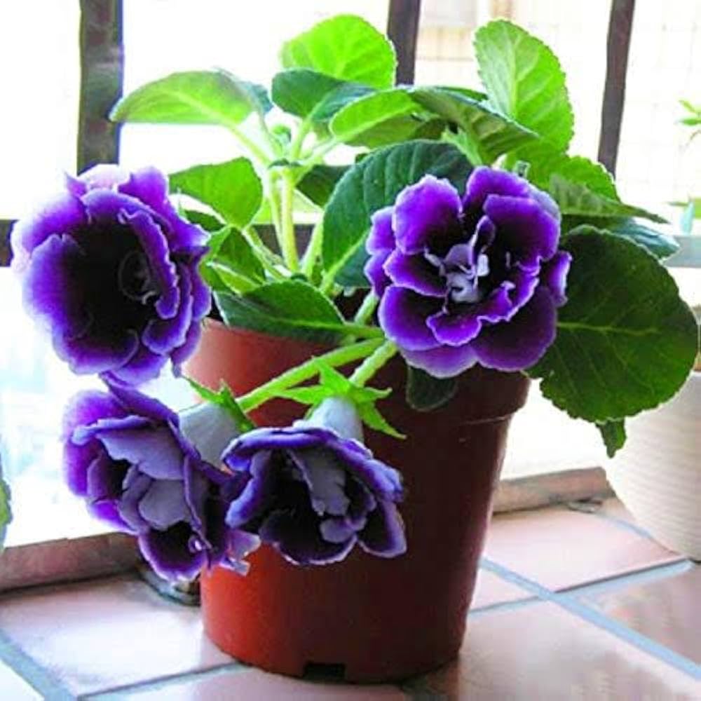 Purple Gloxinia Flower seeds for Planting - Premium Quality, Heirloom & GMO Free Seeds for Home Garden
