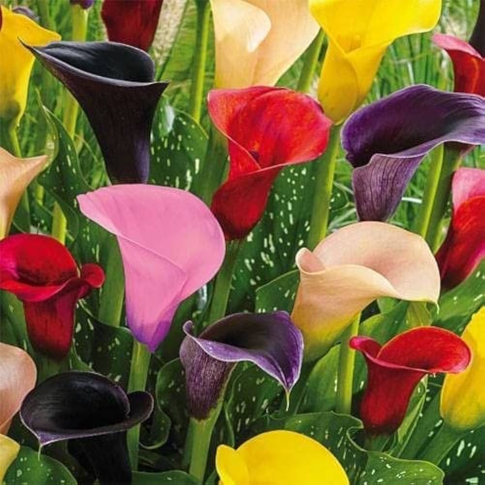 Calla Lily Seeds for Planting Zantedeschia spp. for flower beds and water gardens