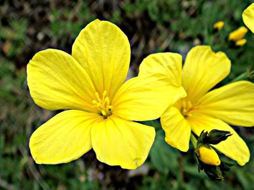 Yellow Flax Hybrid Flower seeds for Planting - Premium Quality, Heirloom & GMO Free Seeds for Home Garden