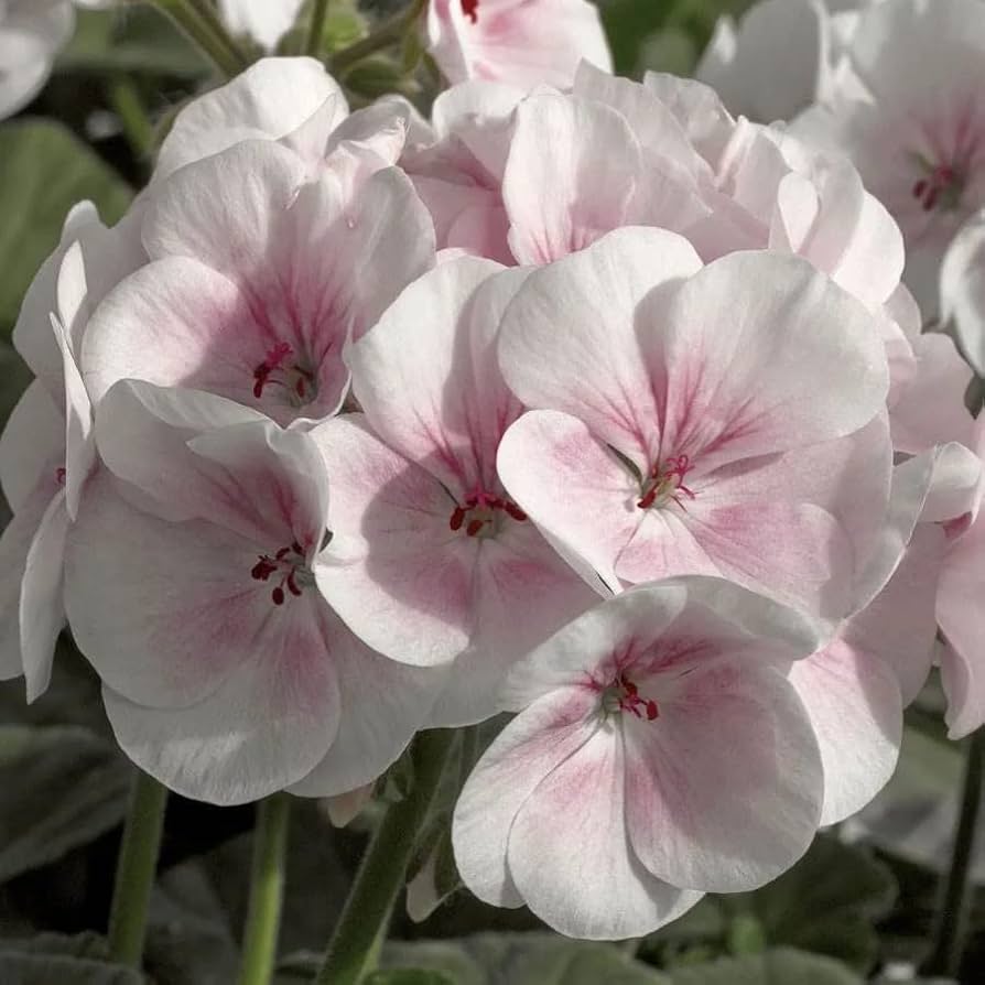 White Geranium Flower Seeds for Planting | Easy-to-Grow Annual Flower Seeds