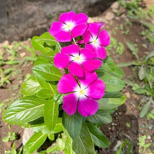 Pink Vinca Rosea Flower seeds for Planting - Shade Tolerant, Heirloom & GMO Free Seeds for Home Garden