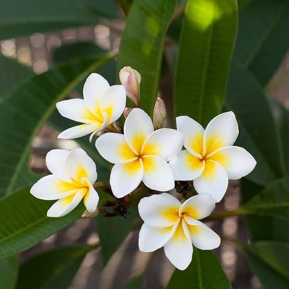 Evergrowseeds Plumeria flower seeds for planting in tropical gardens, showing 20 seed packets with vibrant flower images.