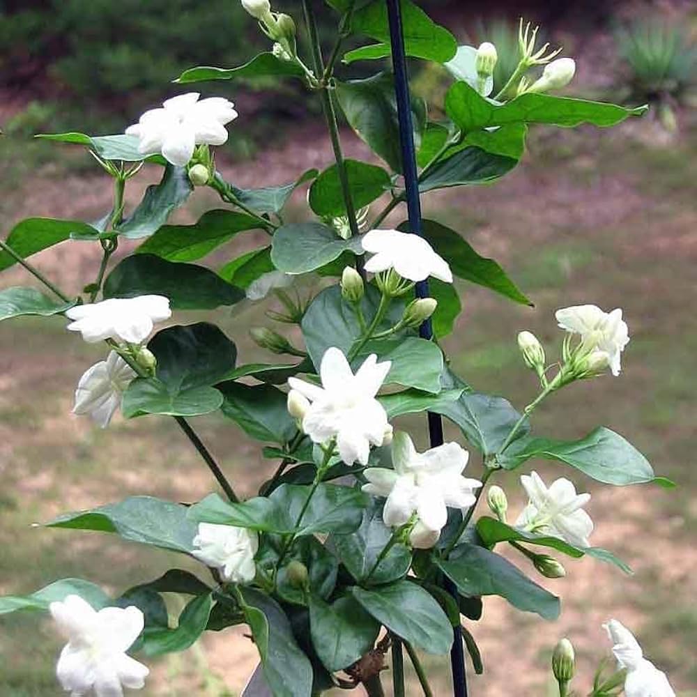 Loroco Flower seeds for Planting - Hardy Variety, Heirloom & GMO Free Seeds for Home Garden