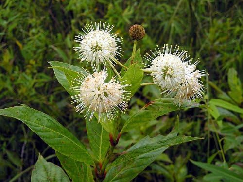 Knopf Bush Seeds for Planting home garden flower bed